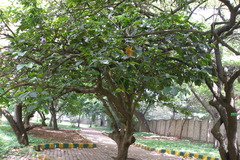 Artocarpus lacucha